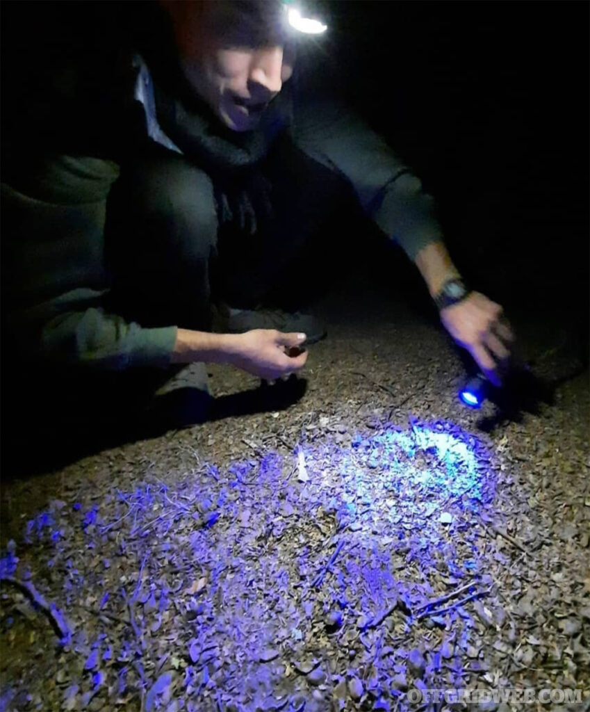 Photo of someone using a blue light flashlight.