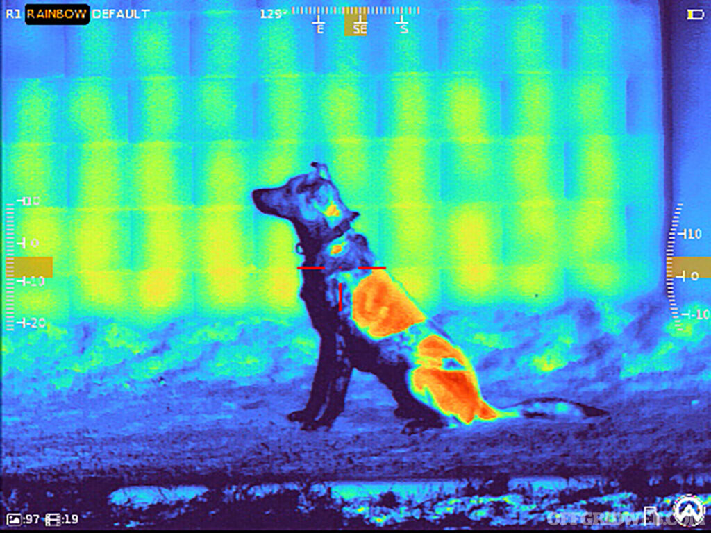 Thermal rainbow view of a dog.