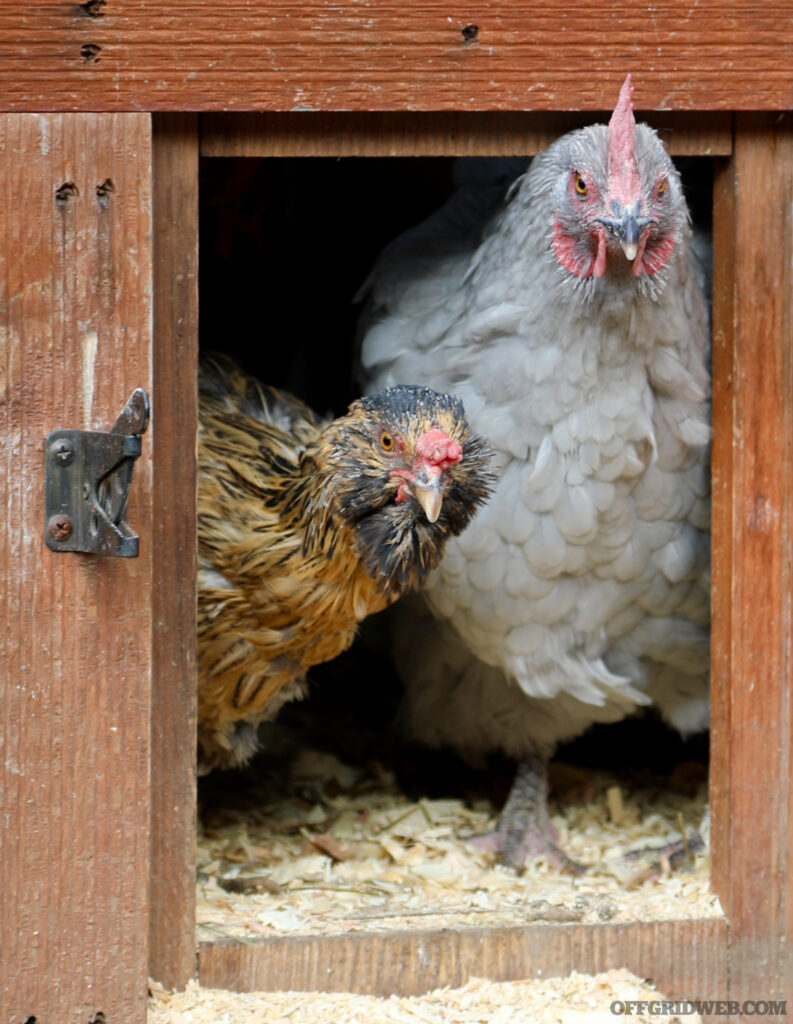 Close up phot of two chickens, a good source of eggs and meat for transitional food, peering from the door of their coup.